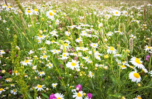 Letní pole s květinami — Stock fotografie