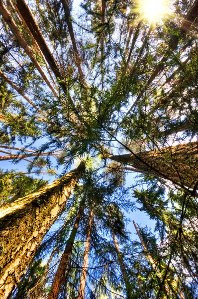 夏の森 — ストック写真