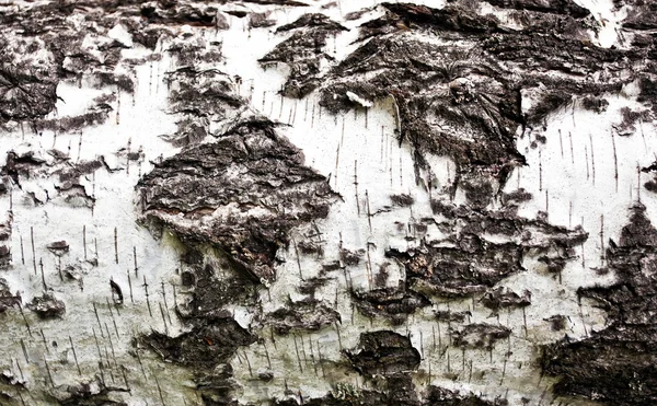 Eski ağaç kabuğu arkaplanı — Stok fotoğraf
