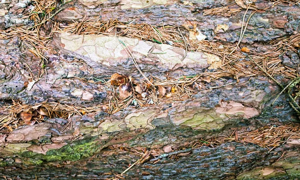 Old tree bark background — Stock Photo, Image