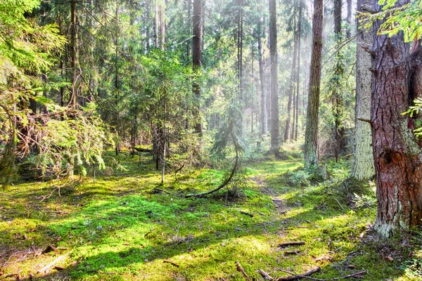 Summer forest — Stock Photo, Image