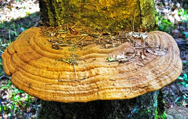Grzyby drewna na pniu drzewa — Zdjęcie stockowe