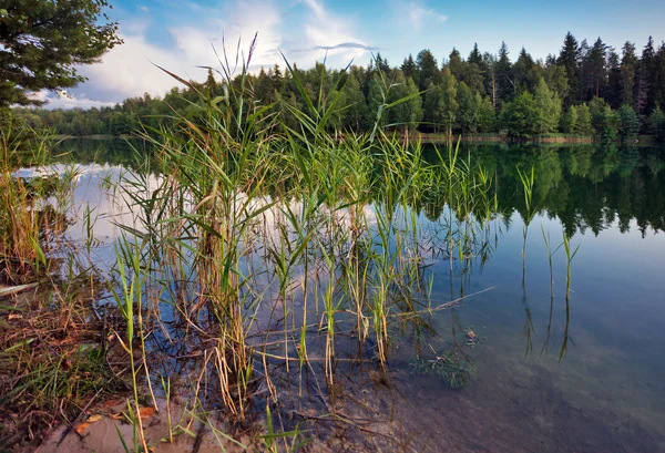 숲 근처가 호수 — 스톡 사진