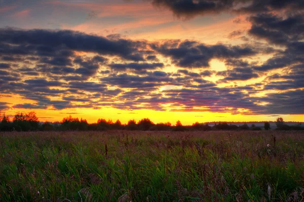 Sunset in summer field — Stock Photo, Image