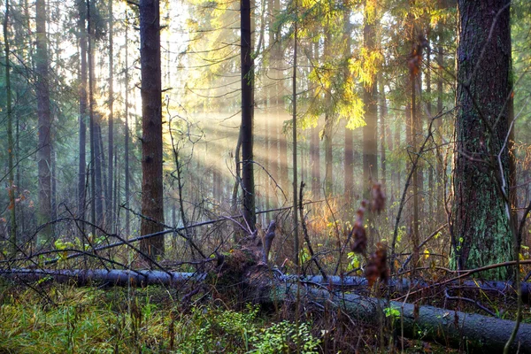 Осінній ліс — стокове фото