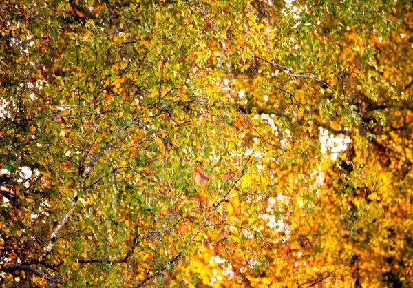 Autumn foliage at sunny day — Stock Photo, Image