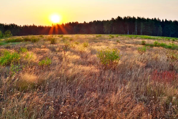夏の畑の日没 — ストック写真