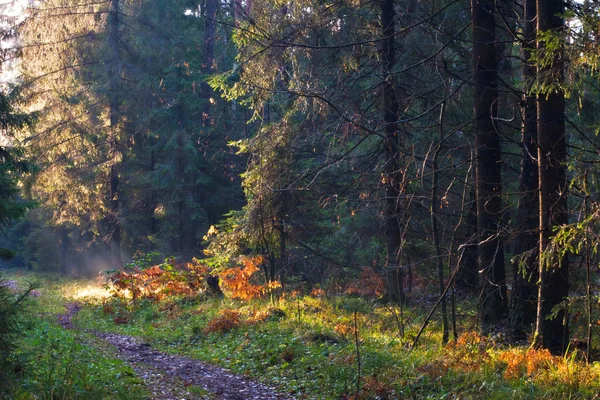 Sonbahar ormanda — Stok fotoğraf