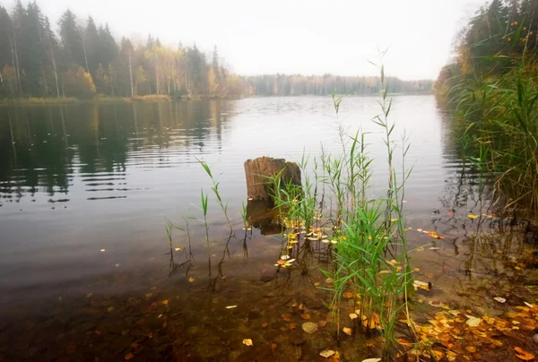 Lago autunnale vicino alla foresta con tempo nebbioso — Foto Stock