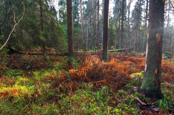 Di hutan musim gugur — Stok Foto