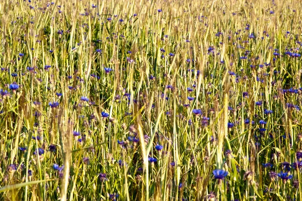 Summer field with cornflowers — Stock Photo, Image