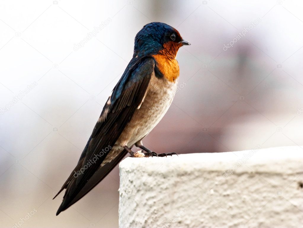 Portrait of a swallow