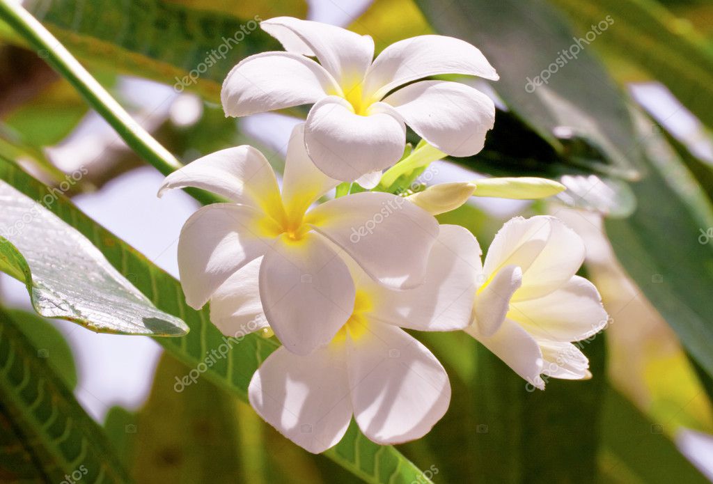 White frangipani flowers on leaves background