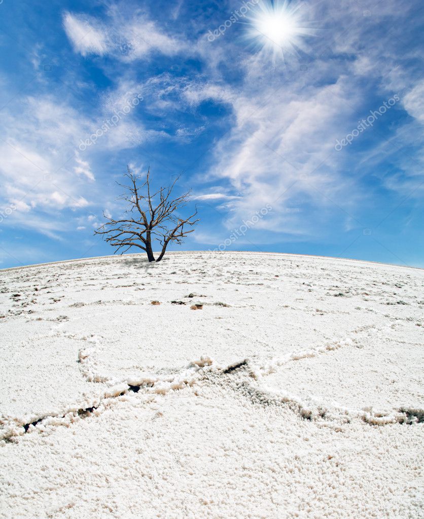 Lifeless tree in the salt desert