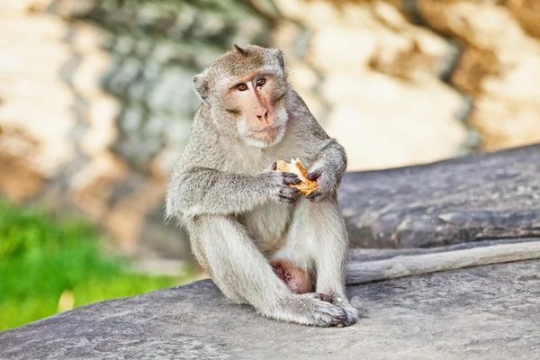 Macaco comendo pão — Fotografia de Stock