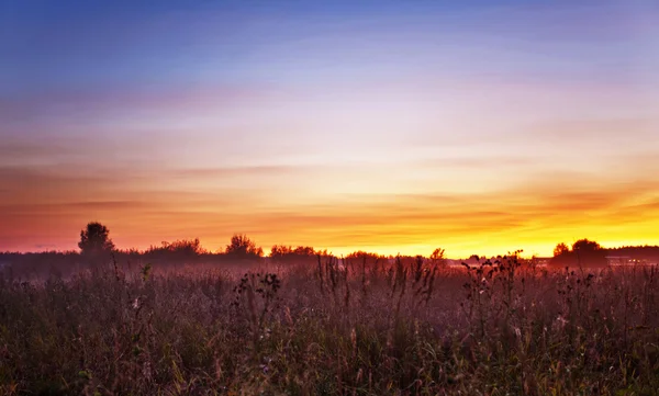 夏の畑の日没 — ストック写真