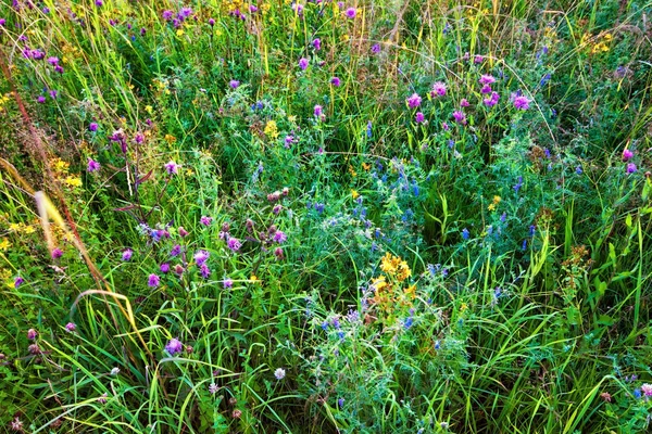 夏の花の野原 — ストック写真