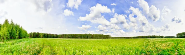 Groen veld onder blauwe lucht — Stockfoto