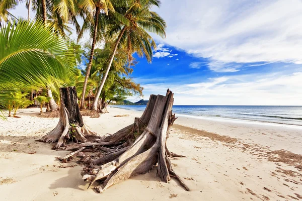 Playa tropical exótica. —  Fotos de Stock