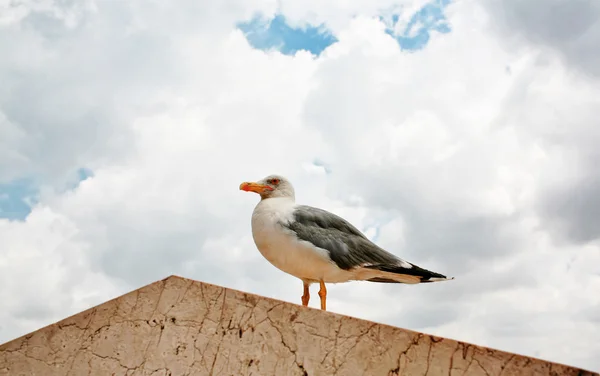 Portrait of sea gull — Stock Photo, Image