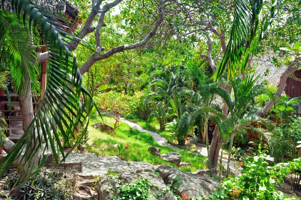 Beautiful tropical garden — Stock Photo, Image