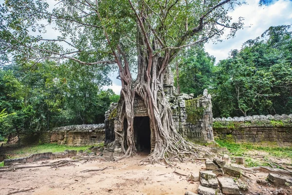 Entrance in the roots in Angkor Wat complex — Stock Photo, Image
