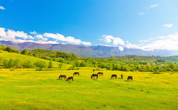 緑の牧草地の馬 — ストック写真