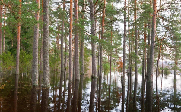 Bosque de coníferas en el agua — Foto de Stock