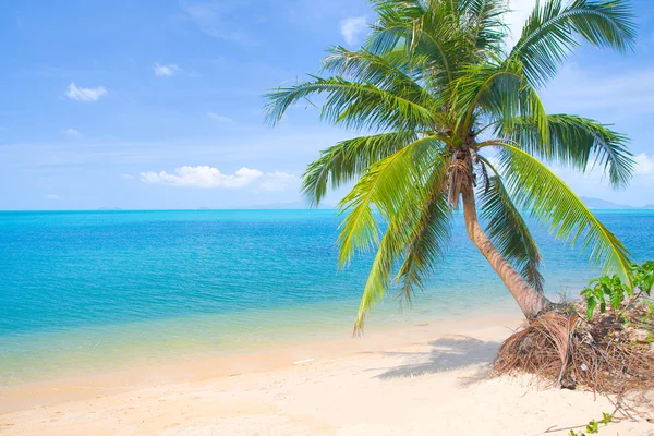 美丽的海滩与椰子棕榈和海 — 图库照片#