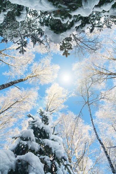 Prachtig winterbos — Stockfoto