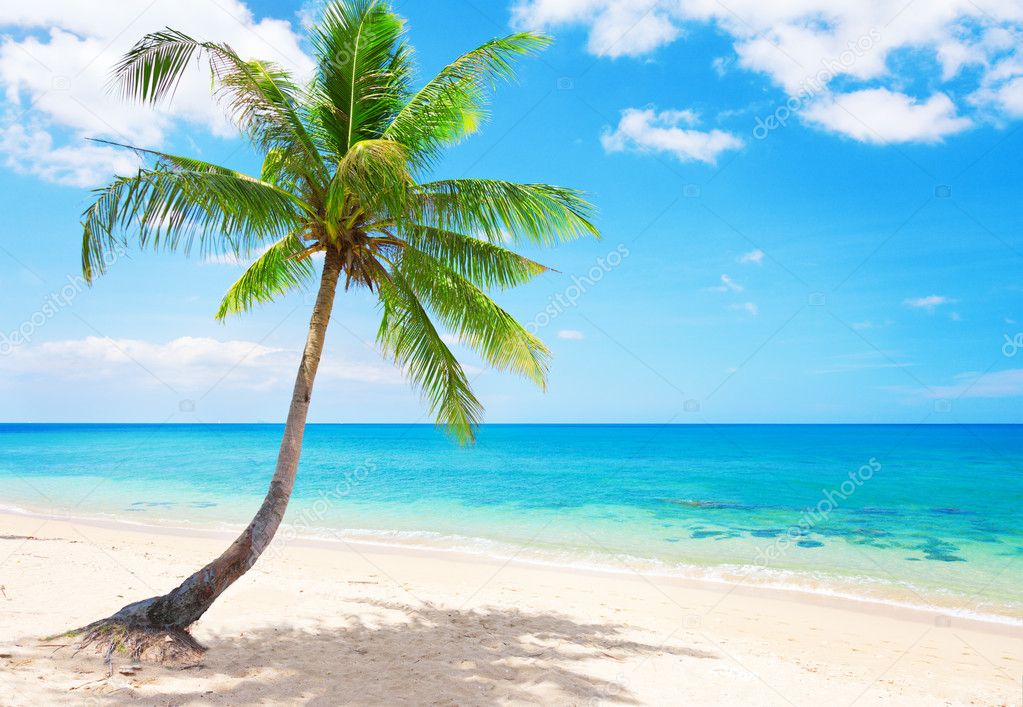 Beach With Coconut Palm And Sea Stock Photo C Hydromet