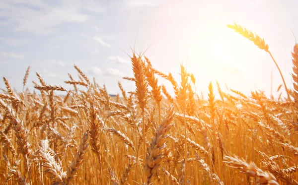 Grão em um campo de fazenda e sol — Fotografia de Stock