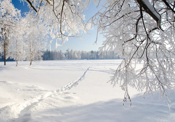 Χειμερινό πάρκο στο χιόνι — Φωτογραφία Αρχείου