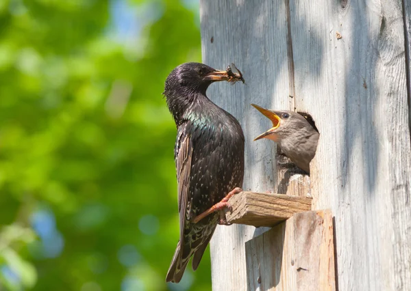 Starling foder hans ungen — Stockfoto