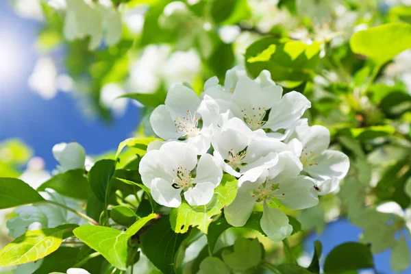 Ветвь цветет яблоня и голубое небо с солнцем — стоковое фото