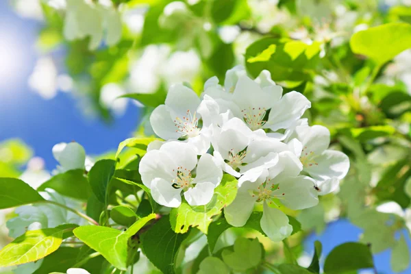 Tak bloesem appelboom en blauwe hemel met zon — Stockfoto