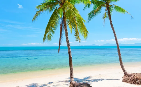 Hindistan cevizi palmiyeli ve denizli kumsal — Stok fotoğraf
