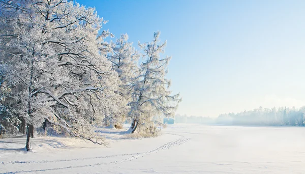 Parque de inverno na neve — Fotografia de Stock