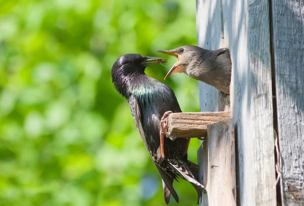 Starling foder hans ungen — Stockfoto