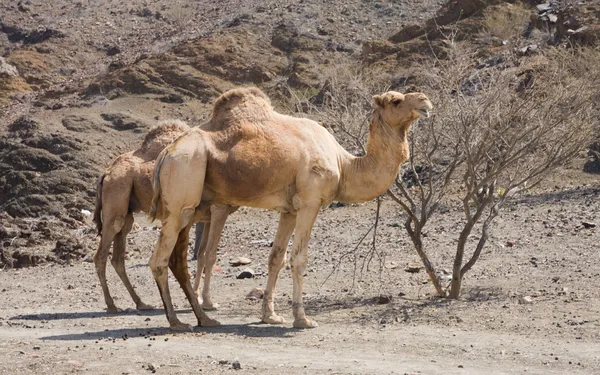 Camelos — Fotografia de Stock