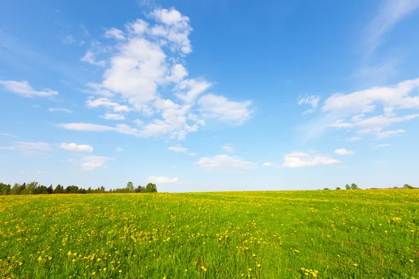 Green field under blue cloudy sky — Stock Photo, Image