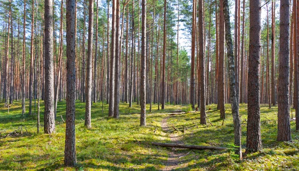 Yol ve iğne yapraklı orman — Stok fotoğraf