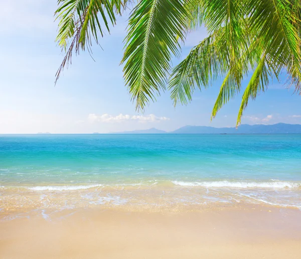 Пляж с кокосовой пальмой и морем — стоковое фото
