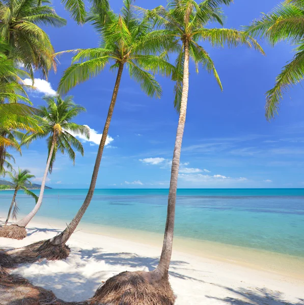 Playa con palma de coco y mar —  Fotos de Stock