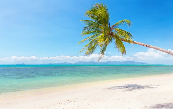 Playa con palma de coco y mar —  Fotos de Stock