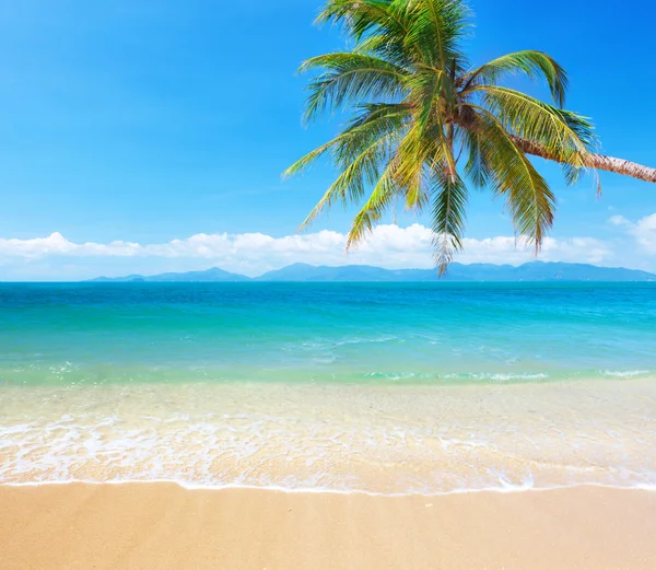Pláž s kokosovou palmou a mořem — Stock fotografie
