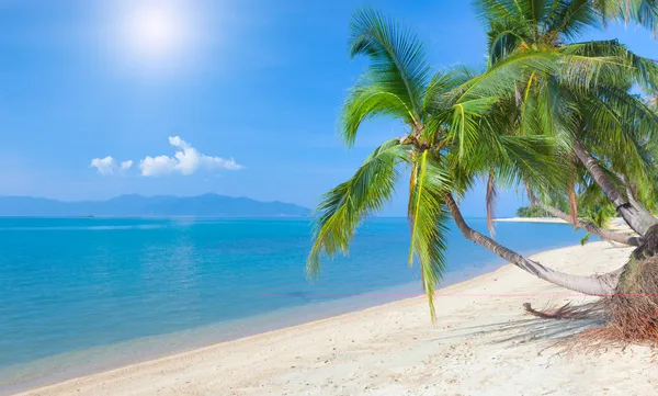 Playa con palma de coco y mar — Foto de Stock