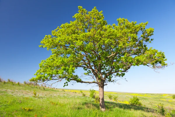 Tree on meadow — Stock Photo, Image