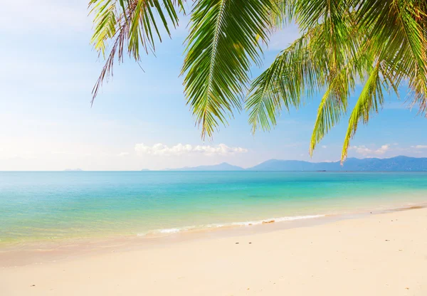 Strand met kokospalm en zee — Stockfoto