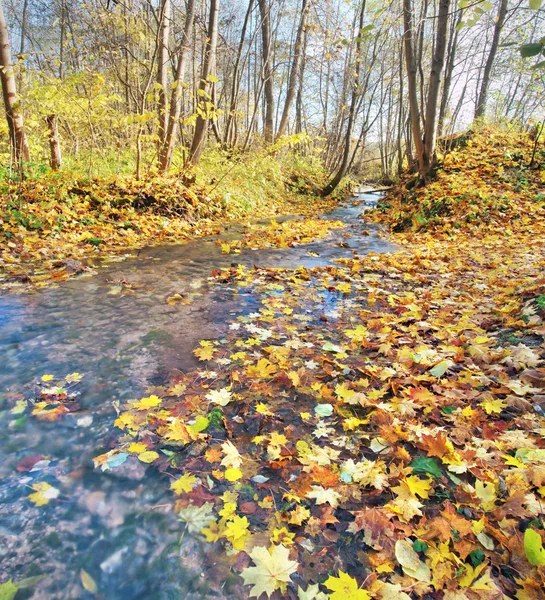 Bach im Herbstwald — Stockfoto